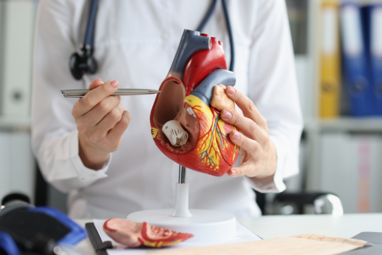 Lekarz Kardiolog omawiający budowę serca na modelu anatomicznym
