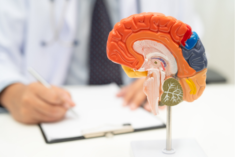 Model mózgu podczas konsultacji neurologicznej